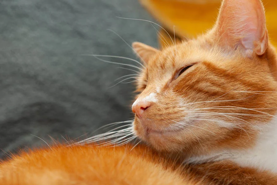 pet dryer box review